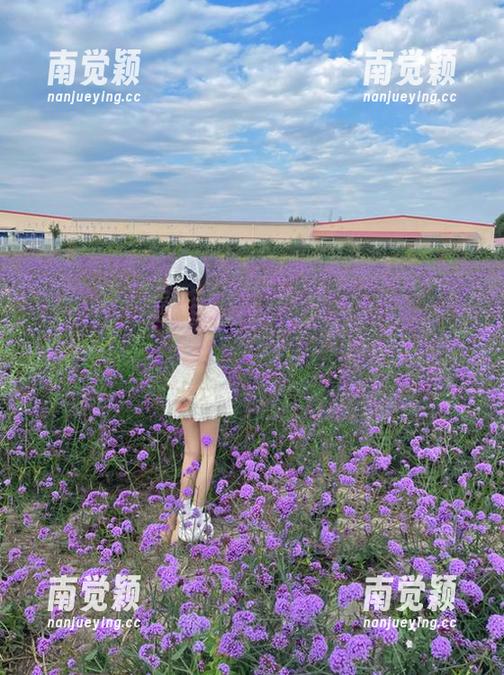 吃瓜911 海角社区吃瓜911网站热门事件实时追踪